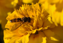 《碎玉成欢》by一根猫条百度云小说txt全文阅读-红橙子小说网